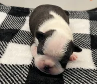 Loki, a male Boston Terrier for sale in Eatonville, WA – 2 of 8