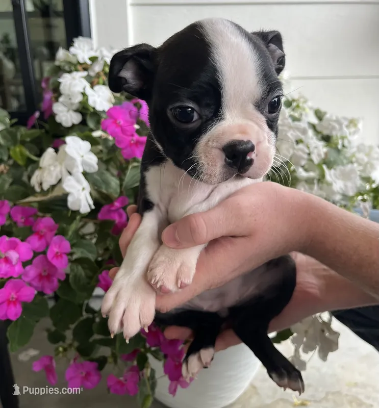 Pink collar girl – Boston Terrier puppy for sale in Eatonville, WA