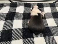 Loki, a male Boston Terrier for sale in Eatonville, WA – 6 of 8