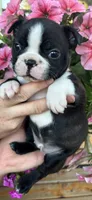 Orange collar girl, a female Boston Terrier for sale in Eatonville, WA – 2 of 6
