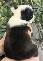 processed/5b6e8d64-5131-4dd2-8aa9-a8d6e0e98bd3/listing/1b37092a-79aa-478a-918c-2e1f5a850d63/f77e7386-5694-4bda-b8f7-b3c1ce3145aa