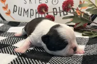Emma Frost, a female Boston Terrier for sale in Eatonville, WA – 3 of 8