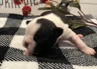 Storm, a female Boston Terrier for sale in Eatonville, WA – 3 of 9