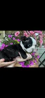 White collar girl, a male Boston Terrier for sale in Eatonville, WA – 2 of 7