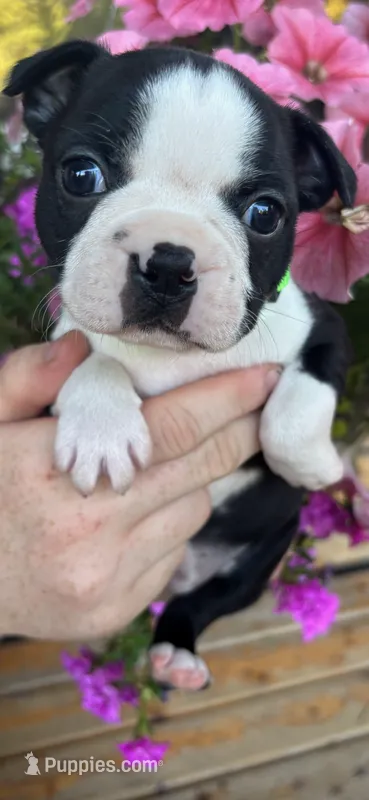 Green girl – Boston Terrier puppy for sale in Eatonville, WA