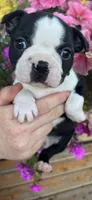 Green girl, a female Boston Terrier for sale in Eatonville, WA – 1 of 8