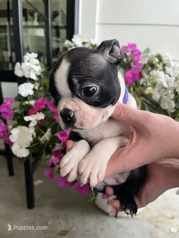 Purple collar girl – Boston Terrier puppy for sale in Eatonville, WA