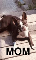 Tony Stark, a male Boston Terrier for sale in Eatonville, WA – 7 of 8