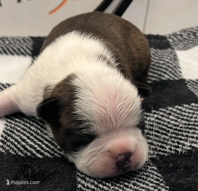 Thor – Boston Terrier puppy for sale in Eatonville, WA