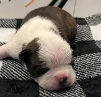 Thor, a male Boston Terrier for sale in Eatonville, WA – 1 of 8