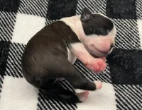 Odin, a male Boston Terrier for sale in Eatonville, WA – 6 of 10