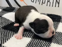 Odin, a male Boston Terrier for sale in Eatonville, WA – 4 of 10