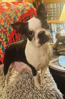 Diana, a female Boston Terrier for sale in Eatonville, WA – 6 of 7