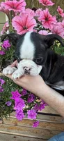 White collar girl, a male Boston Terrier for sale in Eatonville, WA – 5 of 7