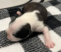 Odin, a male Boston Terrier for sale in Eatonville, WA – 8 of 10