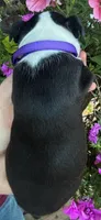 Purple collar girl, a female Boston Terrier for sale in Eatonville, WA – 5 of 7