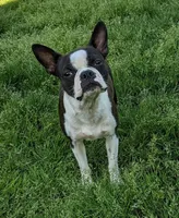Yellow collar boy, a male Boston Terrier for sale in Eatonville, WA – 8 of 8