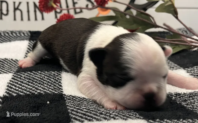 Emma Frost – Boston Terrier puppy for sale in Eatonville, WA