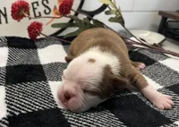 Diana, a female Boston Terrier for sale in Eatonville, WA – 3 of 7