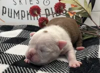 Jean Gray, a female Boston Terrier for sale in Eatonville, WA – 5 of 8