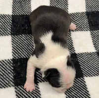 Xavier, a male Boston Terrier for sale in Eatonville, WA – 6 of 9