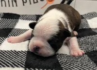 Thor, a male Boston Terrier for sale in Eatonville, WA – 2 of 8