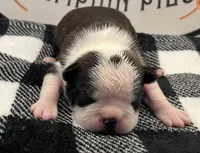  Bruce Wayne, a male Boston Terrier for sale in Eatonville, WA – 1 of 8
