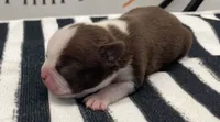 Tony Stark, a male Boston Terrier for sale in Eatonville, WA – 4 of 8