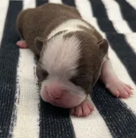 Tony Stark, a male Boston Terrier for sale in Eatonville, WA – 3 of 8