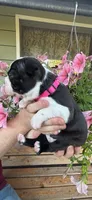 Pink collar girl, a female Boston Terrier for sale in Eatonville, WA – 4 of 6