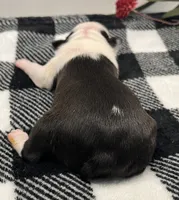 Harley Quinn, a female Boston Terrier for sale in Eatonville, WA – 5 of 7