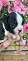 Yellow collar boy, a male Boston Terrier for sale in Eatonville, WA – 4 of 8