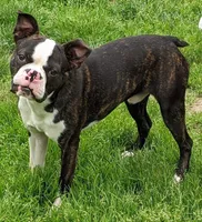 Tony Stark, a male Boston Terrier for sale in Eatonville, WA – 8 of 8