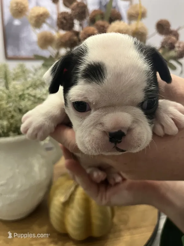 Harley Quinn – Boston Terrier puppy for sale in Eatonville, WA
