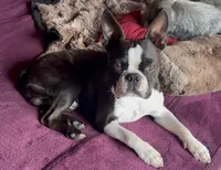 Diana, a female Boston Terrier for sale in Eatonville, WA – 7 of 7