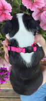 Pink collar girl, a female Boston Terrier for sale in Eatonville, WA – 3 of 6