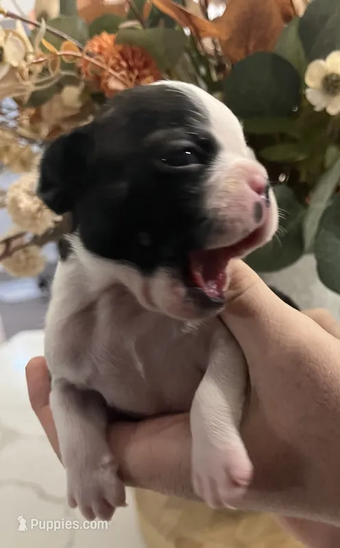 Groot – Boston Terrier puppy for sale in Eatonville, WA