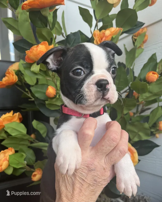 Pink collar girl – Boston Terrier puppy for sale in Eatonville, WA