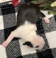 Harley Quinn, a female Boston Terrier for sale in Eatonville, WA – 3 of 7
