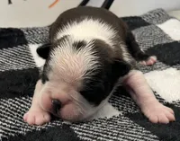  Bruce Wayne, a male Boston Terrier for sale in Eatonville, WA – 3 of 8