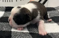  Bruce Wayne, a male Boston Terrier for sale in Eatonville, WA – 4 of 8