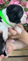 Green girl, a female Boston Terrier for sale in Eatonville, WA – 4 of 8