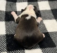 Odin, a male Boston Terrier for sale in Eatonville, WA – 7 of 10