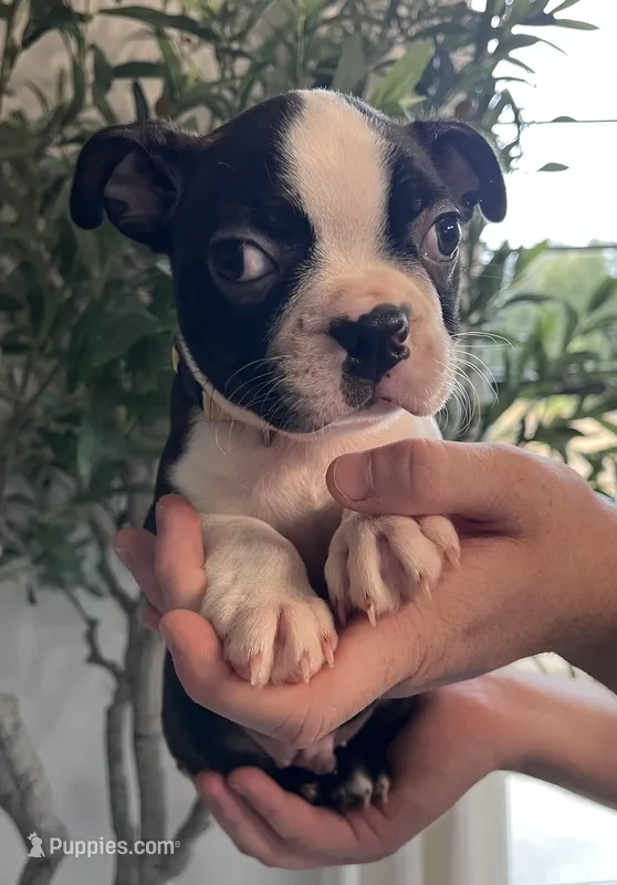 Yellow collar boy – Boston Terrier puppy for sale in Eatonville, WA