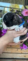 Blue boy, a male Boston Terrier for sale in Eatonville, WA – 3 of 6