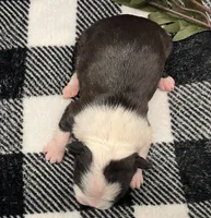 Storm, a female Boston Terrier for sale in Eatonville, WA – 6 of 9