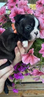 Orange collar girl, a female Boston Terrier for sale in Eatonville, WA – 3 of 6