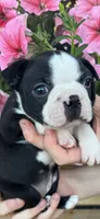 Green girl, a female Boston Terrier for sale in Eatonville, WA – 2 of 8