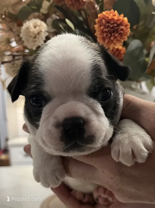Thor – Boston Terrier puppy for sale in Eatonville, WA