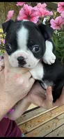 Purple collar girl, a female Boston Terrier for sale in Eatonville, WA – 2 of 7